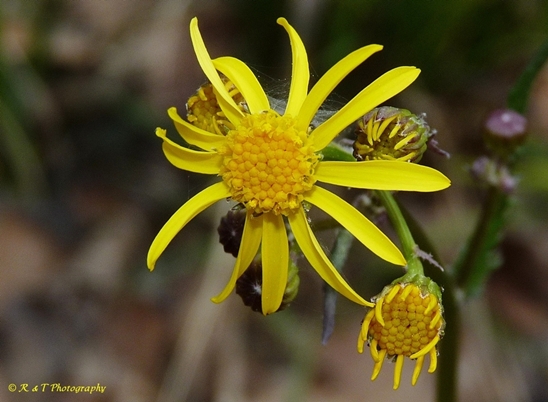 {Packera crawfordii}